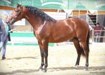 W B A,AMANTE DE TORRELUNA, DE SANCHEZ NORIEGA, CAMPEON JOVEN DEL CONCURSO